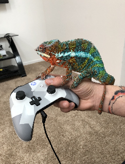 chameleon xbox lizard gamer