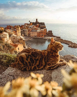 Italian cat ocean view