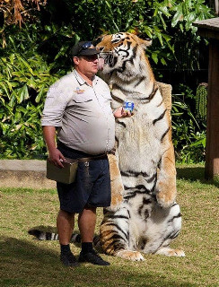 man vs tiger size