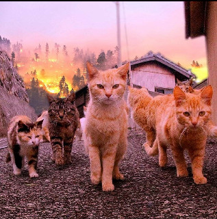 cats walk away fire background