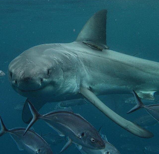 shark look at you
