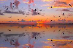 birds-water-sunset