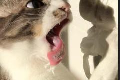 cat-attack-toilet-paper