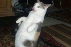 cat-human