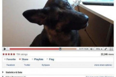 dogbong
