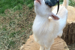 goat-on-log