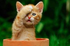 kitten-oops