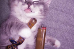 kitty