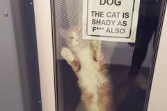 shady-cat