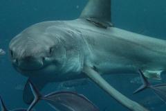 shark-look-at-you