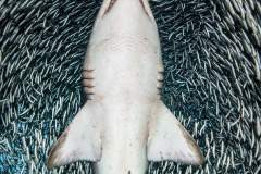 sharkfish