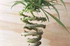 spiral-weed-plant