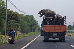 thailand-trex