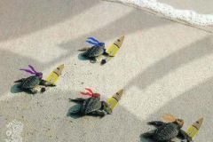 tmntsurfer