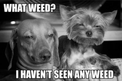 what-weed